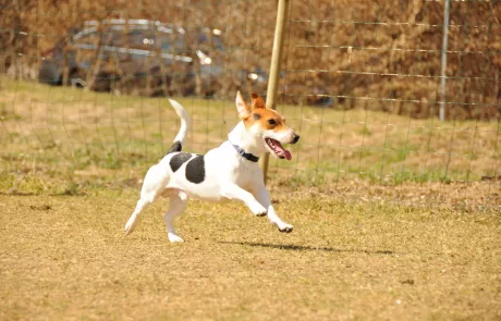 jack russel running