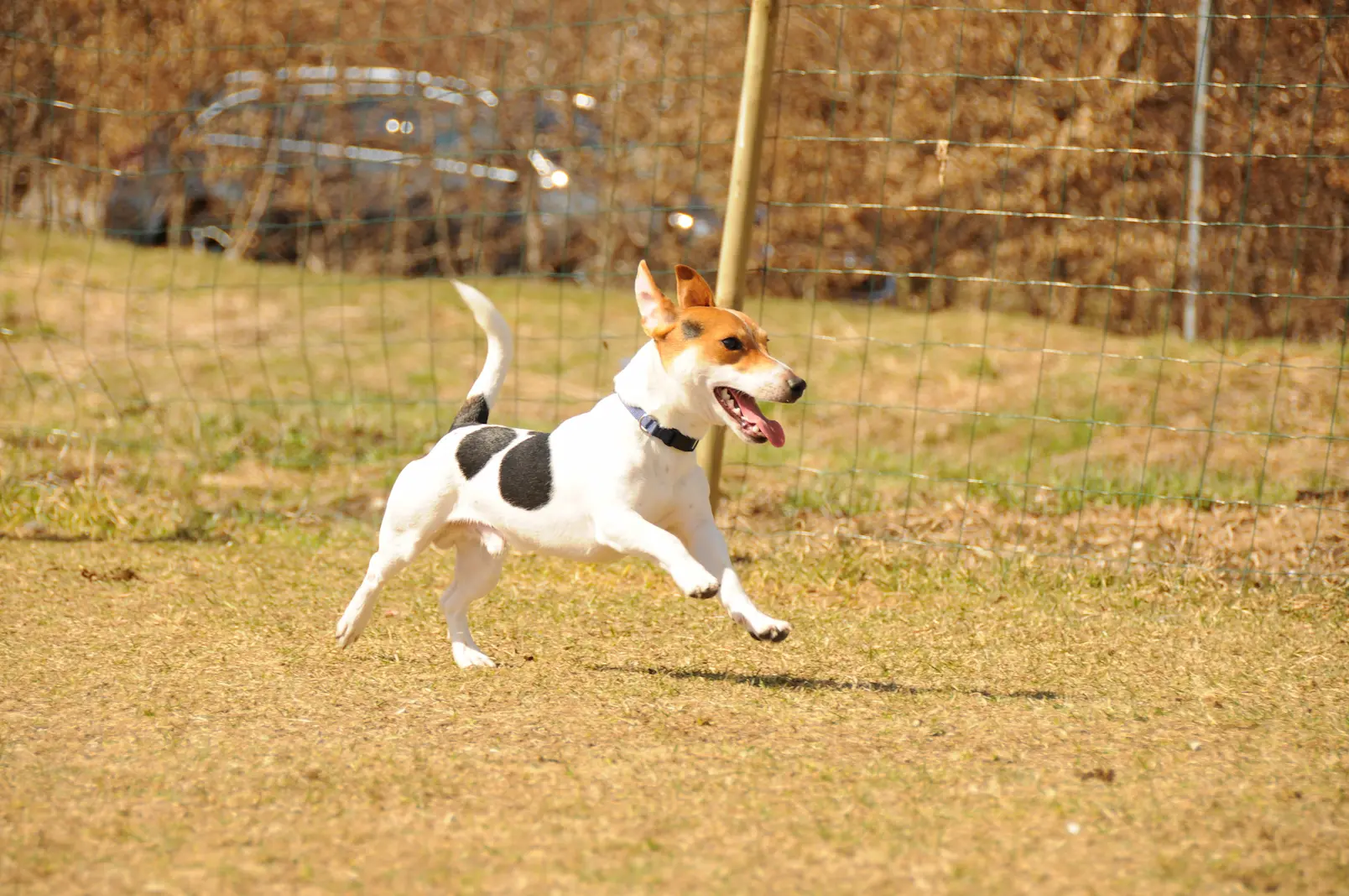 jack russel running