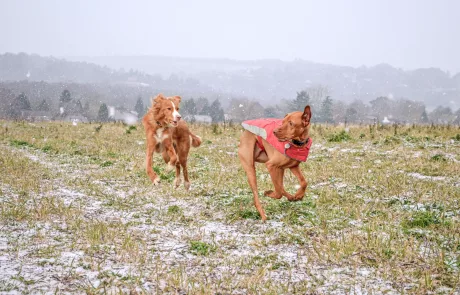 two dogs playing in winter