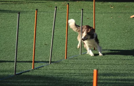 agility slalom