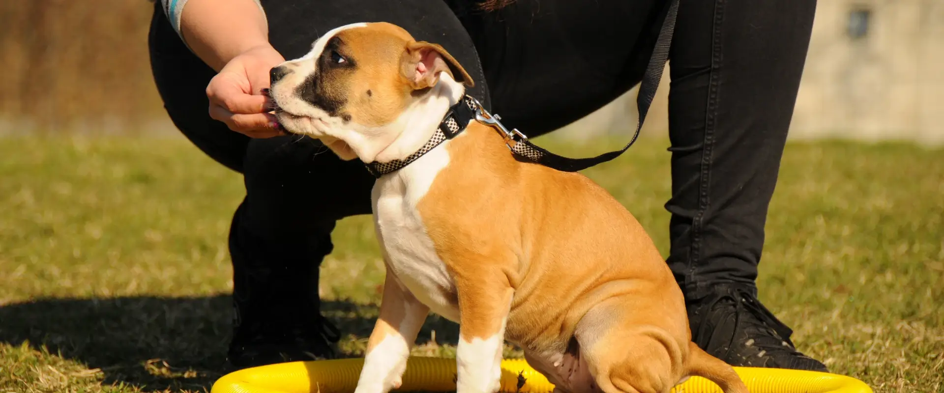 chiot prenant une friandise