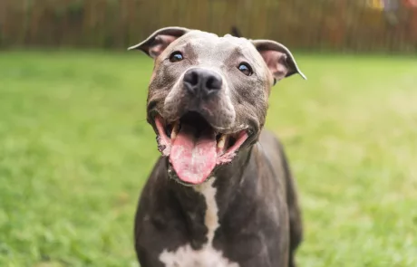 chien profitant d'un cours privé