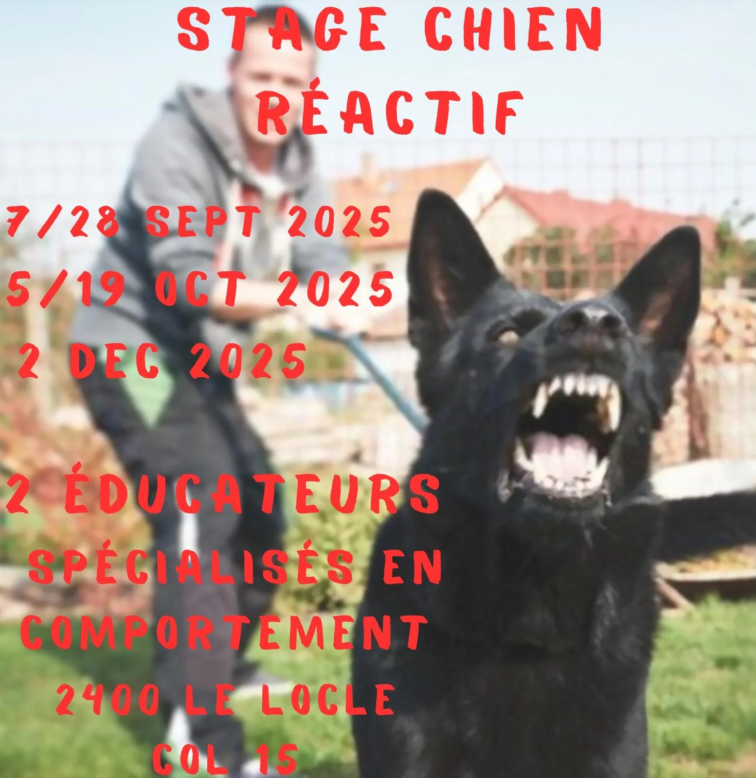 chient reactif automne hiver 2025