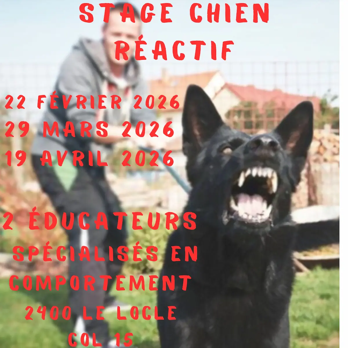 dogschoolacademy flyer fev 2026