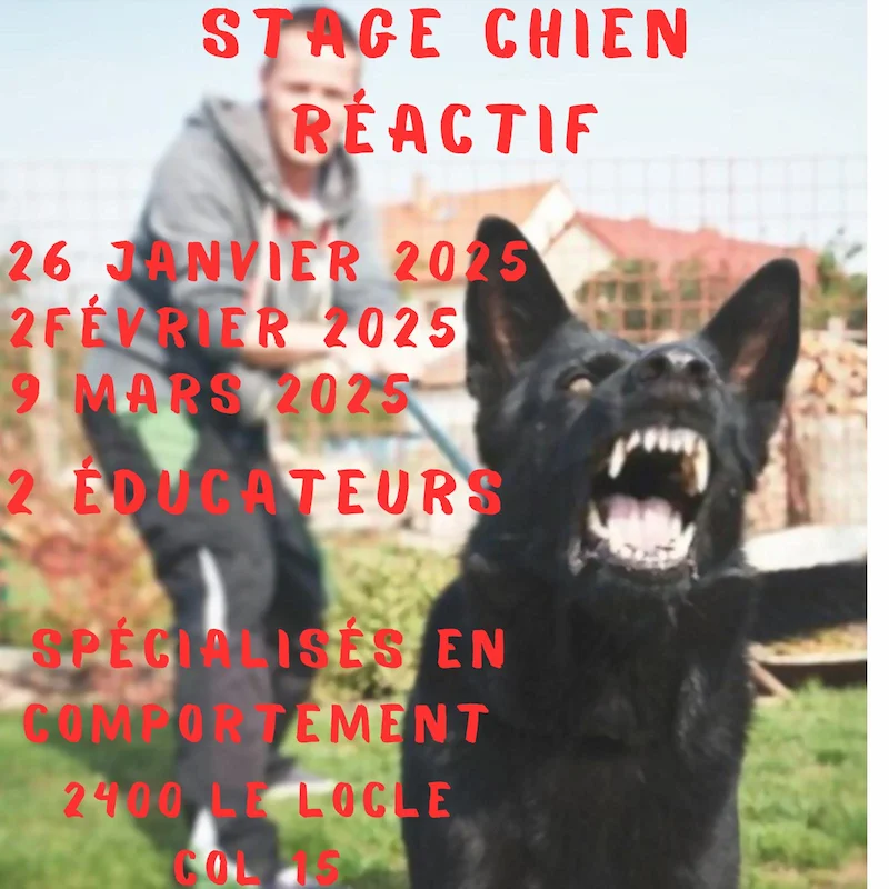 stage chien reactif 2025