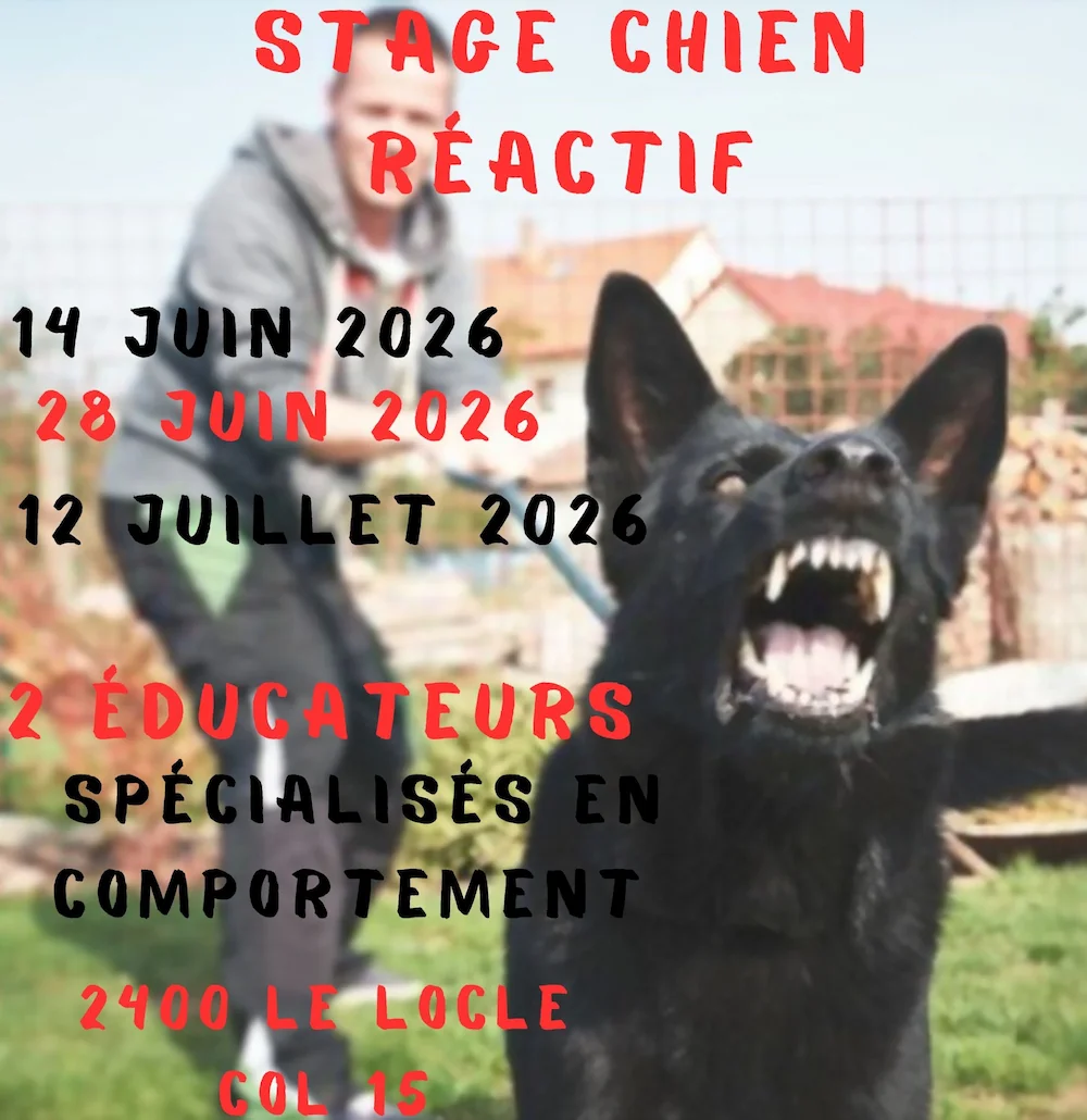 stage chien reactif juin juillet 2026